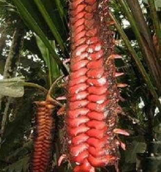 Heliconia Mariae 'Rattlesnake Heliconia' 5 Seeds - Click Image to Close